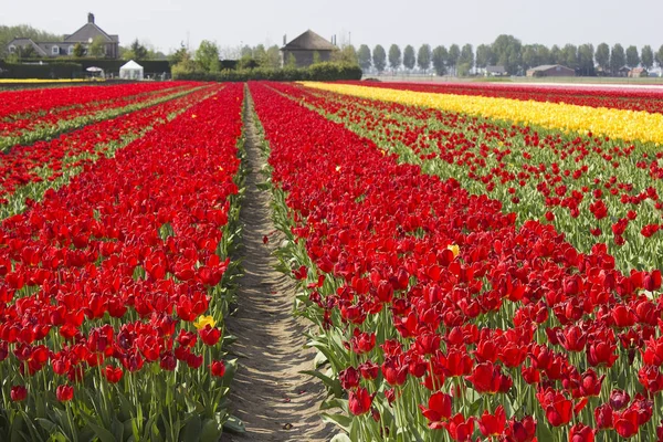 Champ Tulipes Aux Pays Bas — Photo