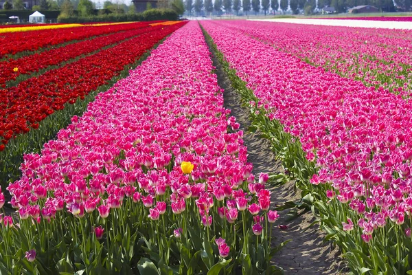 Багатокольорове Поле Тюльпанів Нідерландах — стокове фото
