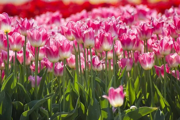 Цветы Весенних Тюльпанов — стоковое фото
