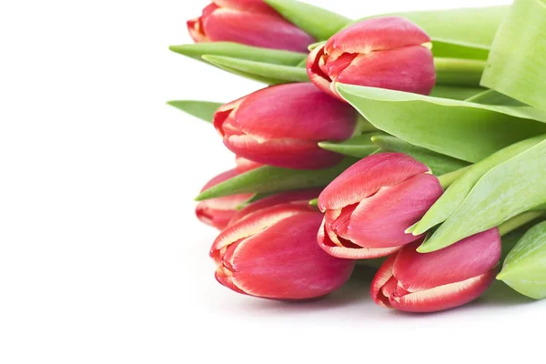 Blüten Frühling Tulpen Blumen — Stockfoto