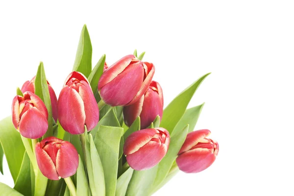 Beautiful Tulips Flowers Petals Spring Flora — Stock Photo, Image