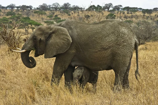 Родина Слонів Танзанії — стокове фото
