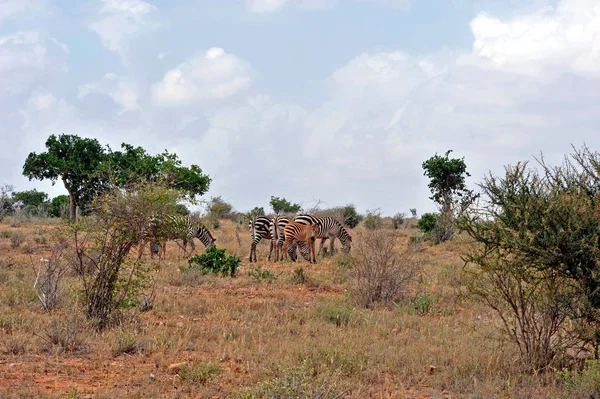 Zebra Nella Savana — Foto Stock