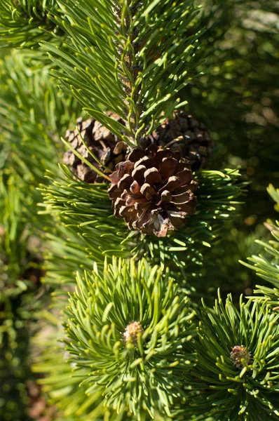 Pine Branches Cones — Stock Photo, Image