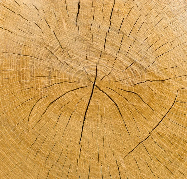 Fundo Árvore Anéis Anuais — Fotografia de Stock