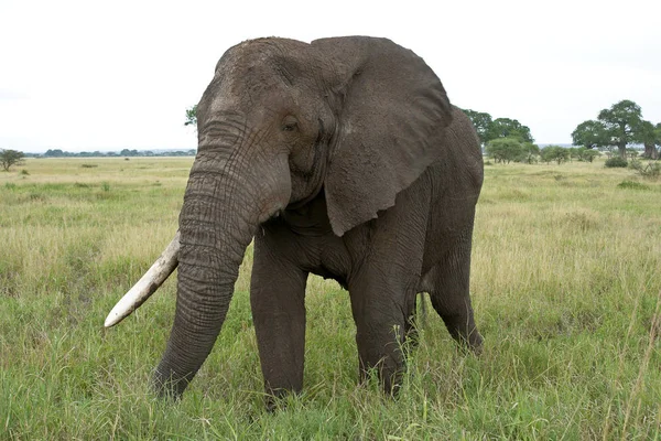 Animal Elefante Africano Mamífero Grande — Fotografia de Stock