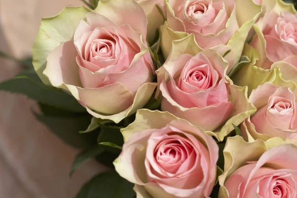 テラコッタのポットに美しいピンクのバラの花束 — ストック写真