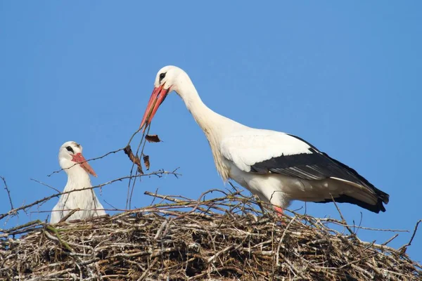 Aussichtsreiche Aussicht Auf Weißstorch Wilder Natur — Stockfoto