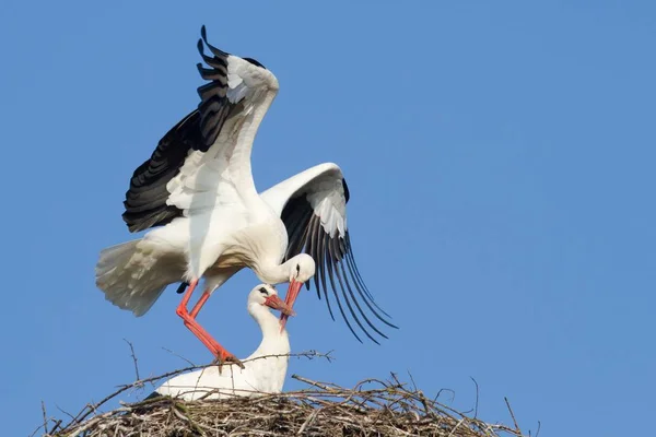 Vacker Utsikt Över Vit Stork Vild Natur — Stockfoto