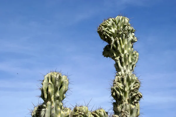 热带植物 植物区系 仙人掌 — 图库照片