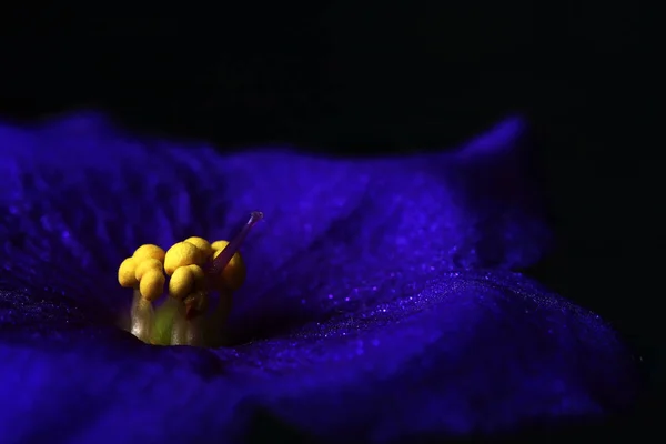 Malerische Aussicht Auf Schöne Blumen — Stockfoto