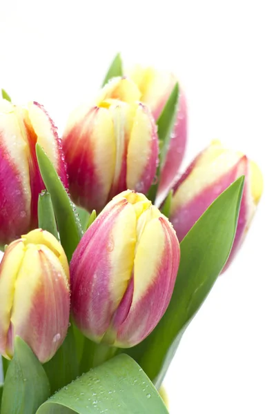 Blüten Frühling Tulpen Blumen — Stockfoto