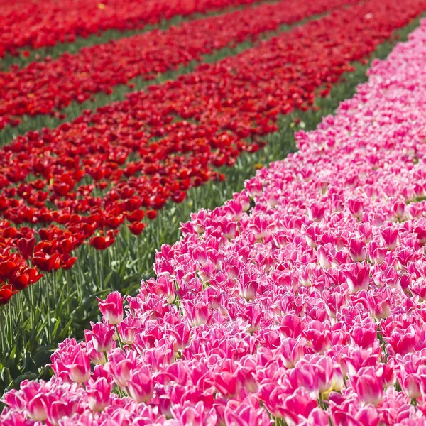 Campo Tulipani Nei Paesi Bassi — Foto Stock