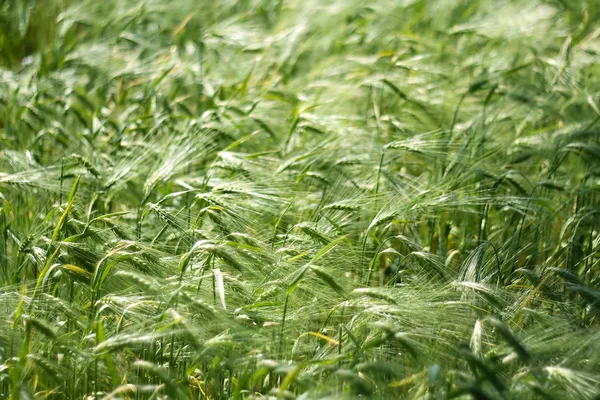 Gerst Landbouw Graangewassen — Stockfoto