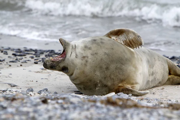 Szara Pieczęć Plaży Helgoland Dune — Zdjęcie stockowe