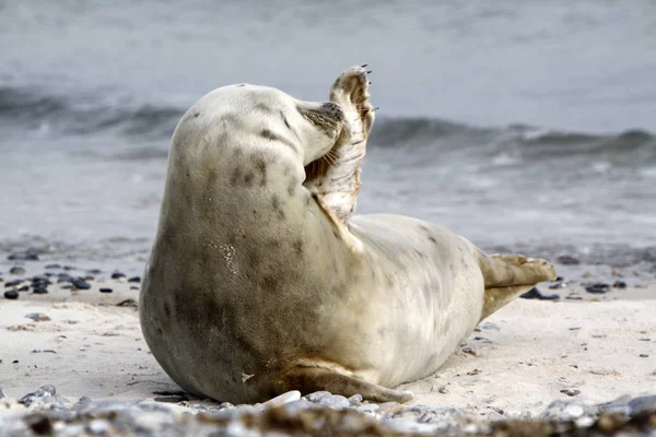 Helgoland Kumulunun Kumsalındaki Gri Fok — Stok fotoğraf