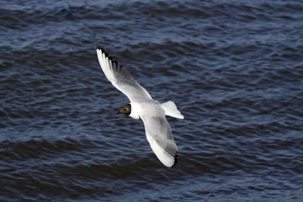 Black Headed Gull Breeding Plumage — Stock Photo, Image