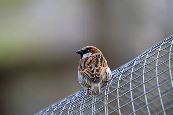 Vue Panoramique Mignon Oiseau Moineau — Photo