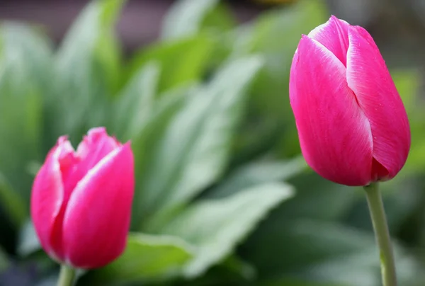 Blossoms Spring Tulips Flowers — Stock Photo, Image