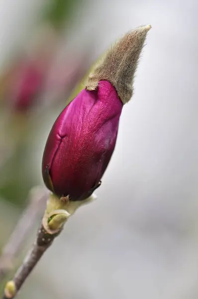 Flor Flores Magnólia Pétalas Flora Primavera — Fotografia de Stock