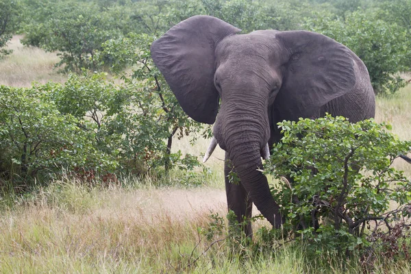 アフリカゾウ 大型哺乳動物 — ストック写真