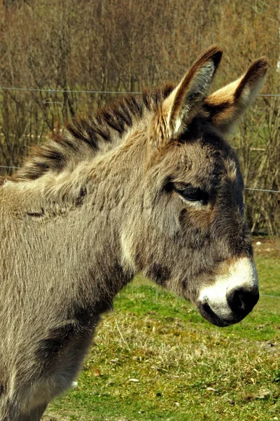 Lovak Nappal Szabadban — Stock Fotó