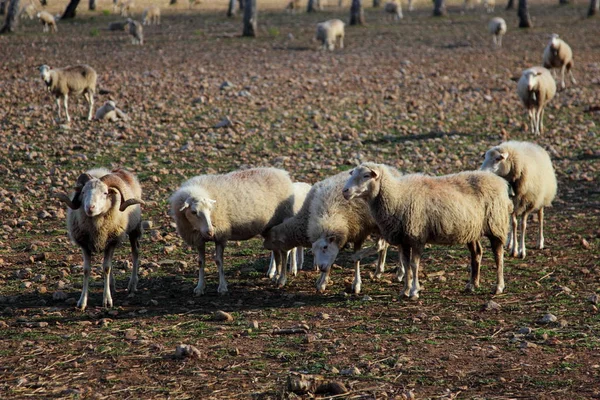 Schafsfamilie Auf Einer Weide — Stockfoto