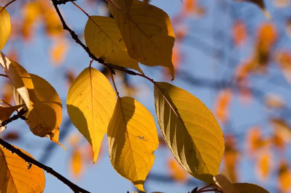 Złote Liście Wiśni Jesienią Liście — Zdjęcie stockowe