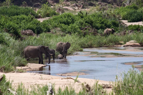 Elefante Africano Mamífero Grande —  Fotos de Stock