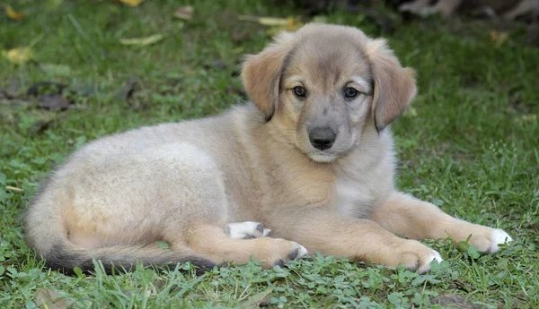 Perro Joven Descansado Ambiente Gracioso — Foto de Stock