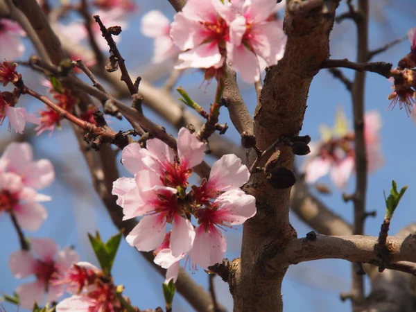 Fiori Primaverili Fioriscono Sui Rami Degli Alberi Fiori Fioriti Primaverili — Foto Stock