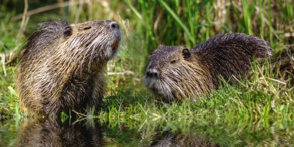 Kuyruk Kunduzu Miyocastor Coypus — Stok fotoğraf