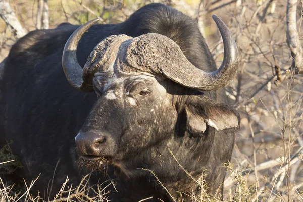 Búfalo Africano Syncerus Caffer — Fotografia de Stock