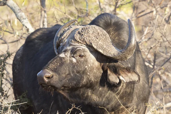 Búfalo Africano Syncerus Caffer — Fotografia de Stock