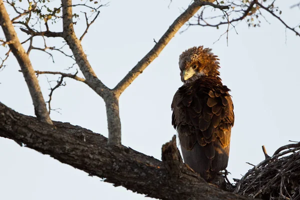 Junge Adler Morgenlicht Auf Dem Nest — Stockfoto