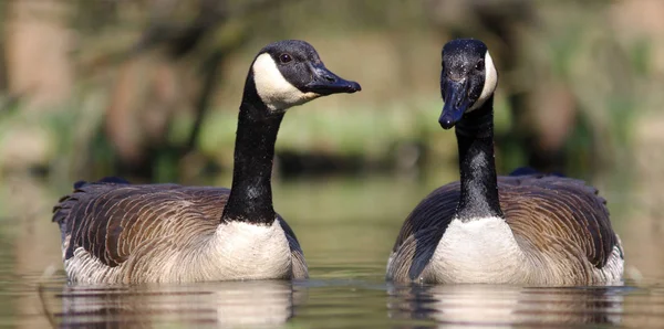 Kanadagans Branta Canadensis — Stockfoto