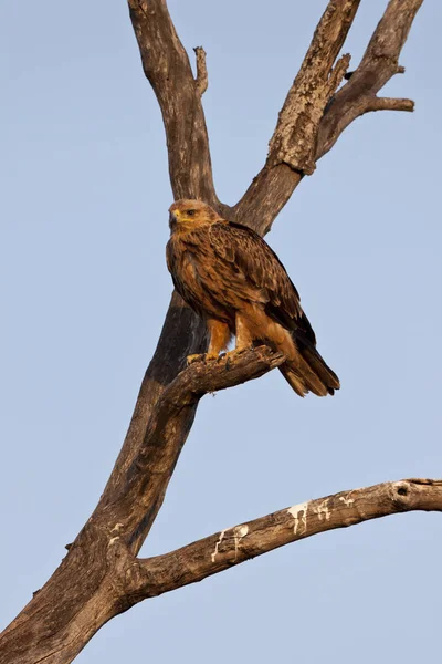 Adler Morgonen Ljus — Stockfoto