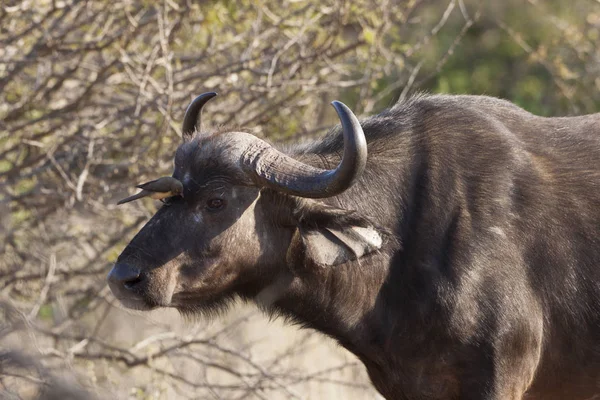 Búfalo Africano Syncerus Caffer — Fotografia de Stock