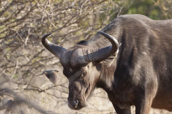 Afrikansk Buffel Syncerus Caffer — Stockfoto