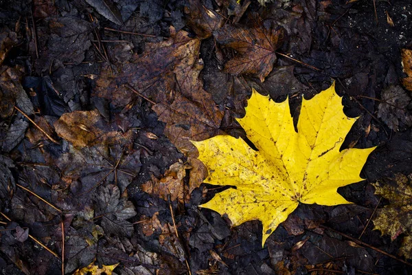 Hermosa Hoja Manzana Amarilla Colocada Suelo Durante Otoño —  Fotos de Stock