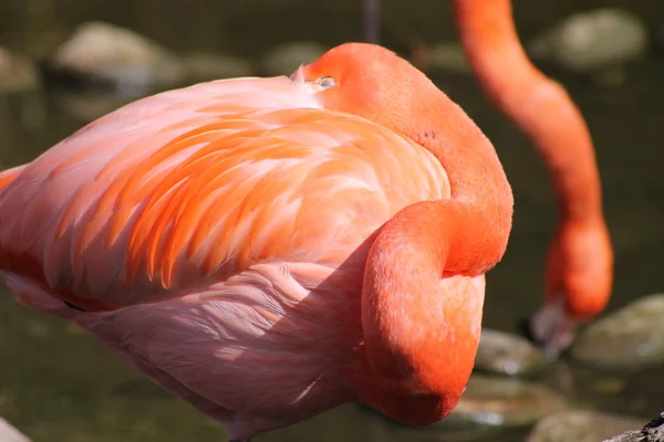 Vacker Utsikt Över Vackra Flamingo Fågel Naturen — Stockfoto