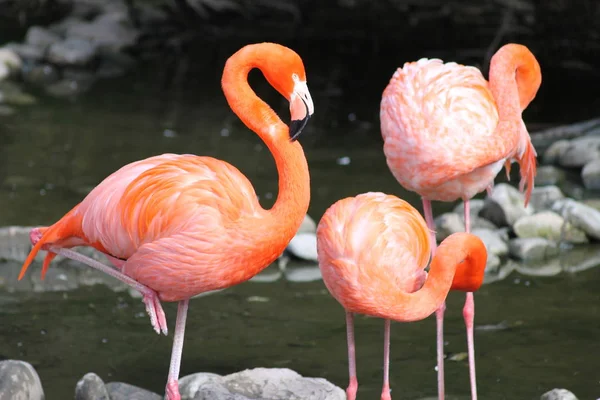 Vista Panorâmica Flamingos Majestosos Natureza — Fotografia de Stock