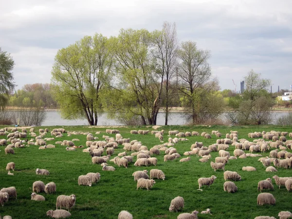 flock of sheep in the field