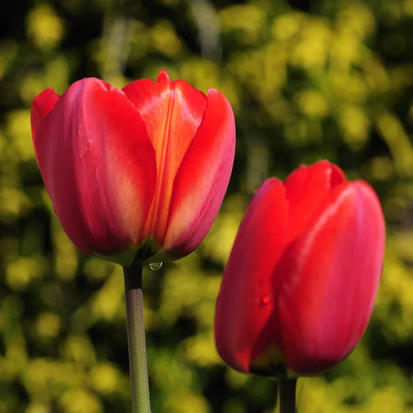 Blossoms Spring Tulips Flowers — Stock Photo, Image