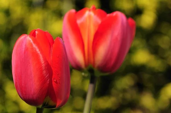 Цветы Весенних Тюльпанов — стоковое фото