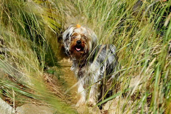 Yorkshire Terriër Open Lucht — Stockfoto