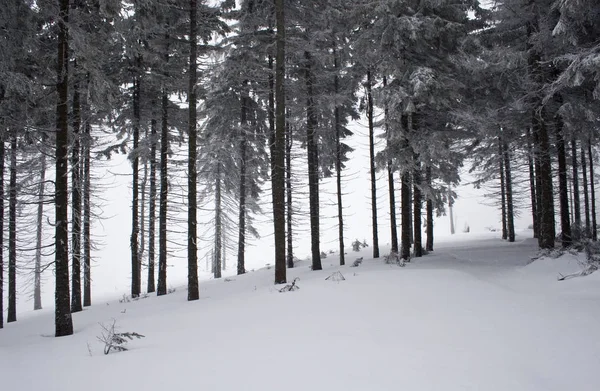 Zimní Stezka Obklopená Stromy Polských Horách Beskidy Zimní Krajina — Stock fotografie