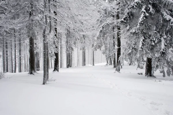 Caminho Inverno Cercado Por Árvores Montanhas Polonesas Beskidy Paisagem Inverno — Fotografia de Stock