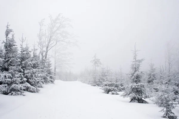 Zimní Stezka Obklopená Stromy Polských Horách Beskidy Zimní Krajina — Stock fotografie