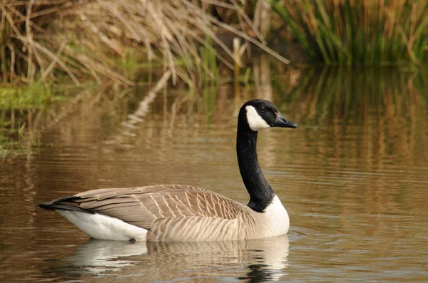 Kanadagänse Frühling — Stockfoto